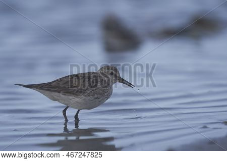White-rumped Sandpiper (calidris Fuscicollis) Searching For Food Along The Coast Of Sea Lion Island 