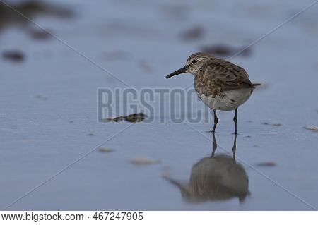 White-rumped Sandpiper (calidris Fuscicollis) Searching For Food Along The Coast Of Sea Lion Island 