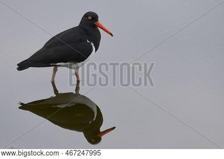 Magellanic Oystercatcher (haematopus Leucopodus) Searching For Food In A Shallow Pool On Sea Lion Is