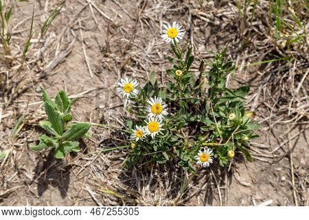 German Chamomile Or May-weed In The Garden.