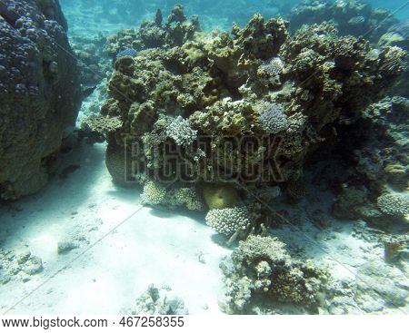 View Of The Coral Reef In New Caledonia