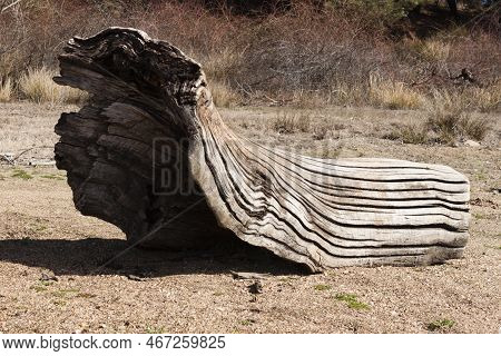 Old Grooves Textured Driftwood On The Shore In The Reservoir Of Barcena, Bierzo, Spain.