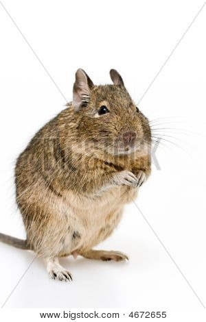 Degu