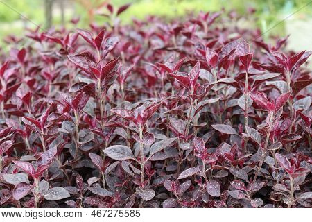 Red Leaf Background For Any Use