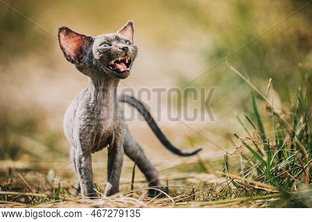 Funny Young Gray Devon Rex Kitten Meowing In Grass. Short-haired Cat Of English Breed. Sweet Devon R