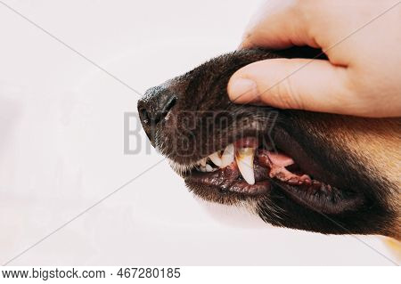 Mongrel Dog Teeth With Cavities Close Up. Checking Dog Teeth. Care Of Dog Teeth Close-up. Open Dog M