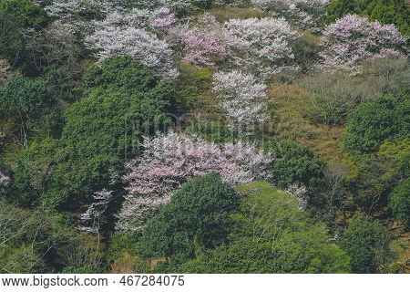 Cherry Blossoms On Mount Arashi In The Arashiyama Area Of Kyoto, Japan 12 April 2012