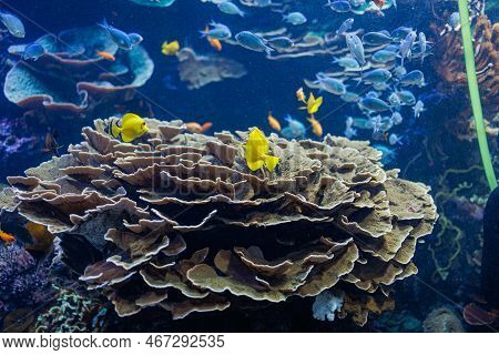 Fishes And Corals Inside A Big Blue Aquarium Tank.