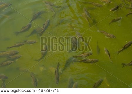 Fish Swim Close To The Surface Of The Water. Fish Pond In The Park. Natural Background
