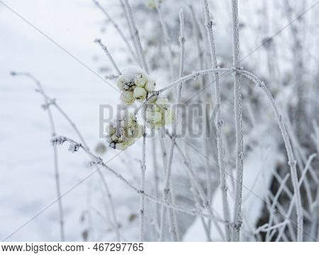 Symphoricarpos Albus Plantr, Called Also  Snowberry Common Snow Covered In Winter