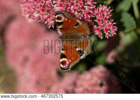 A Peacock Butterfly Is Eating On A Pink Sedum Flower - Hare Cabbage. A Flowerbed With Flowers Pollin