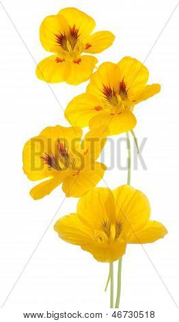 Nasturtium