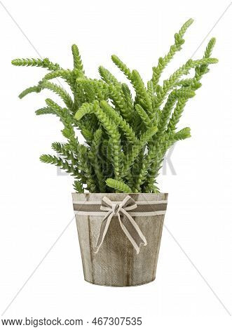 Crassula Muscosa Lycopodioides Plant In Vase Isolated On White