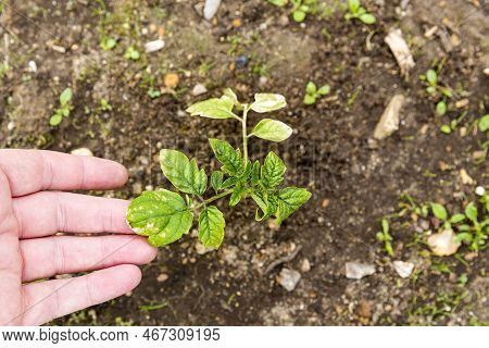 Woman Hand Showing The Small Tomatoes Plant In Garden, With Yellow Greenich Leaves, Bad Health, Need