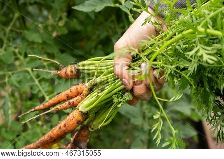 Organic Cultivation Of Carrots From Own Harvest
