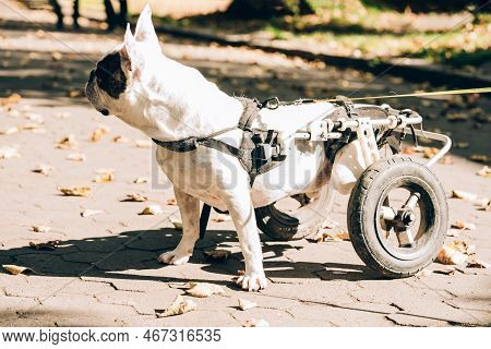 Dog With Disabilities On A Walk. Disabled French Bulldog Walking In Wheelchair. Dog's Mobility Probl
