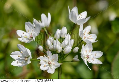 Neapolitan Garlic (allium Neapolitanum) Flowers