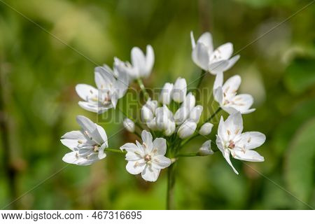 White Garlic (allium Neapolitanum) Flowers
