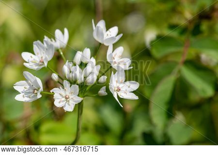Neapolitan Garlic (allium Neapolitanum) Flowers
