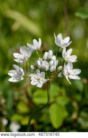 Close Up Of White Garlic (allium Neapolitanum) Flowers In Bloom