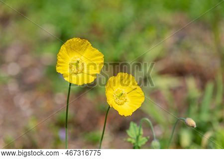 Welsh Poppy (papaver Cambricum) Flowers