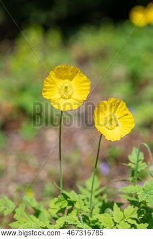 Welsh Poppy (papaver Cambricum) Flowers