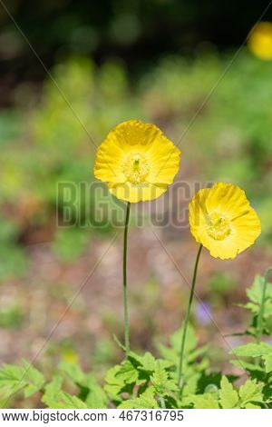 Welsh Poppy (papaver Cambricum) Flowers
