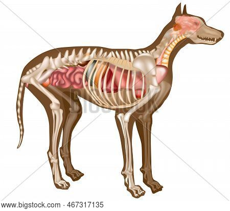 Canine Internal Anatomy Chart. Anatomy Of Dog With Inside Organ Structure Examination Vector Illustr