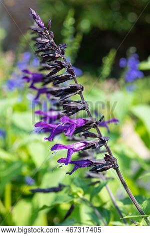 Salvia Amistad Flowers