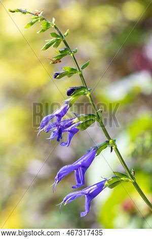 Salvia Amistad Flowers