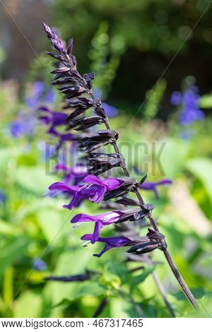 Salvia Amistad Flowers