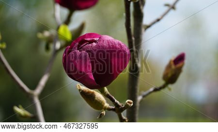 Yulan Magnolia Flowers Are Beginning To Bloom. The Scientific Name Is Magnolia Denudata. Bud. Red Fl