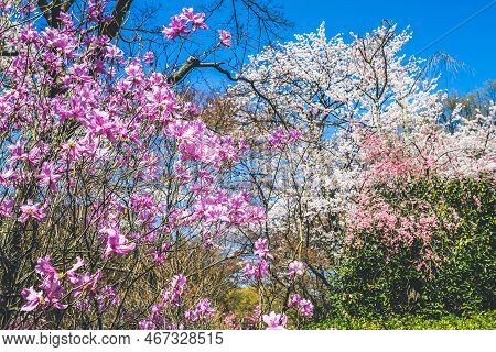 Rhododendron Dilatatum, Or Mitsuba Tsutsuji In Japanese,