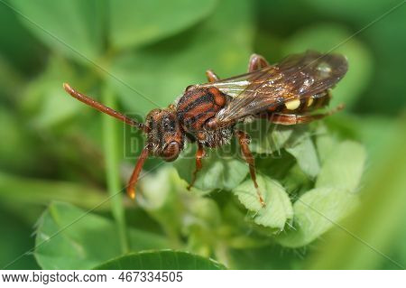 Natural Closeup On A Beautiful Red Female Panzer's Nomada Bee, Nomada Panzeri Sitting On A Green Lea