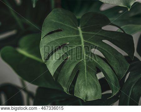 Monstera Plant Background. Beautiful Real Mostera Plant Leaves As Tropical Background For Wallpaper.