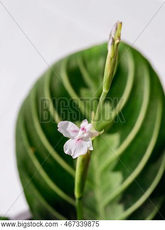 Flower Of Maranta Lemon Lime House Plant. Close Up View Of Pink Flower, Flowering Green Veined Exoti