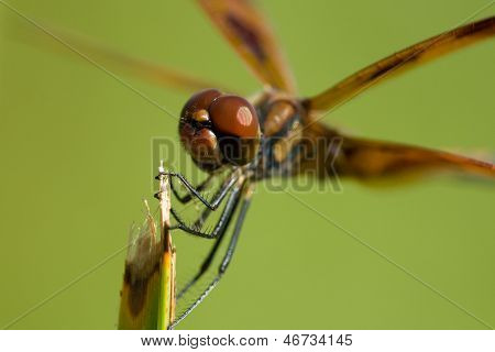 Hnědá Dragonfly