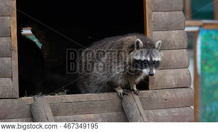 Funny Lazy Raccoon Lying On Wooden Doorstep. Animals In Captivity.