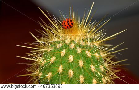 Macro Image Showing A Ladybug On Top Of A Cactus Plant.