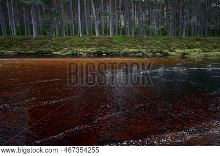 Autumn View Of The River And Pine Forest On The Bank. The Beautiful Brown Colour Of The Scotch River