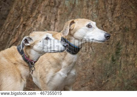 Two Rescue Lurchers Looking Towards The Right With Female On The Left And The Male On The Right