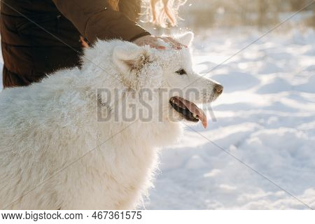 Winter Walk With Your Favorite Samoyed Pet. Love For Dogs. Walking The Dog In Anticipation Of Christ