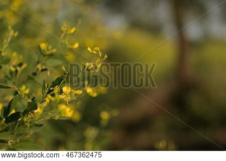 Plants Of Pigeon Pea With Flowering Yellow Flower In The Agriculture Field With Copy Space.