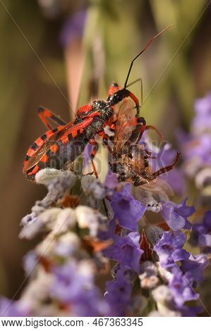 Macro Picture Of Assassin Bug Rhynocoris Iracundus On Plant On Nature Location