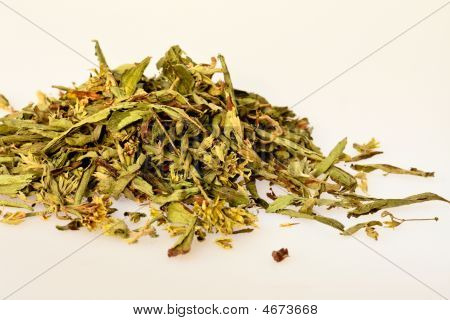 Stevia