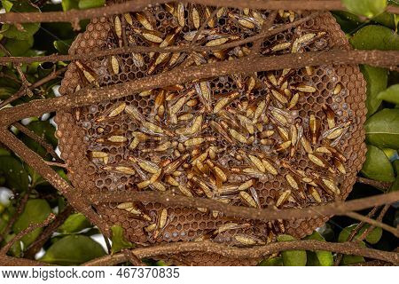 Adult Paper Wasps Of The Species Apoica Flavissima