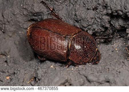Adult Female Rhinoceros Beetle Of The Genus Coelosis