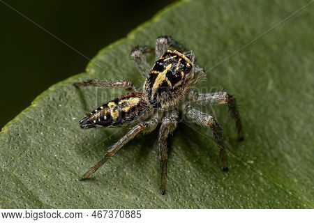 Small Jumping Spider Of The Genus Frigga