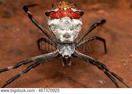 Adult Female Silver Garden Orbweaver Of The Species Argiope Argentata