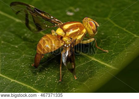 Adult Fruit Fly Of The Genus Anastrepha